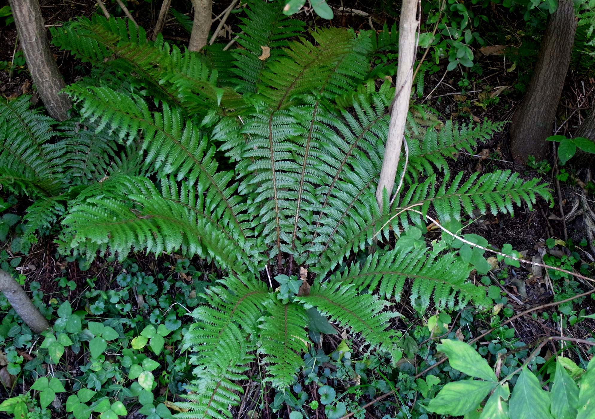 オシダ (雄羊歯)