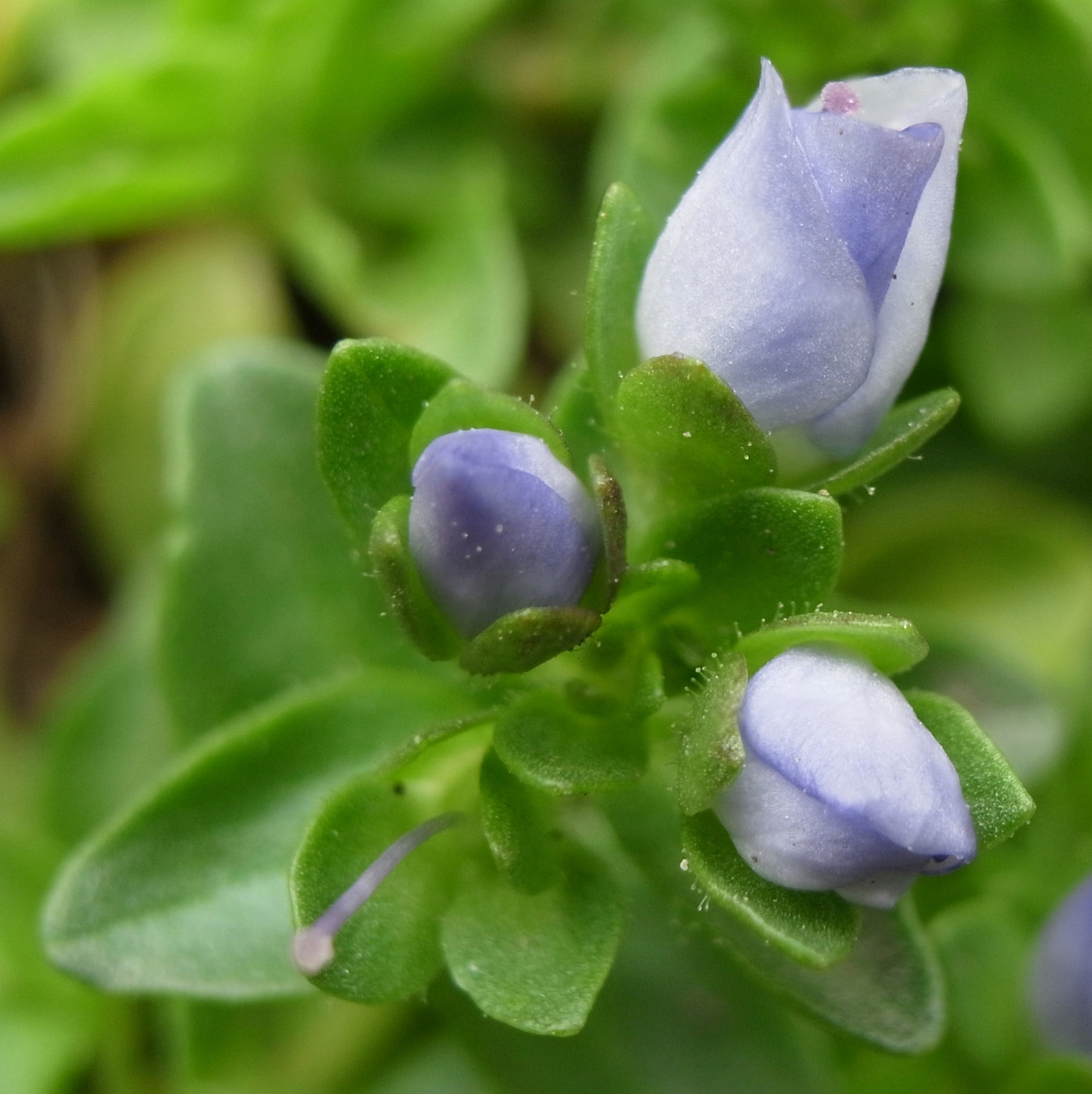 コテングクワガタ 02