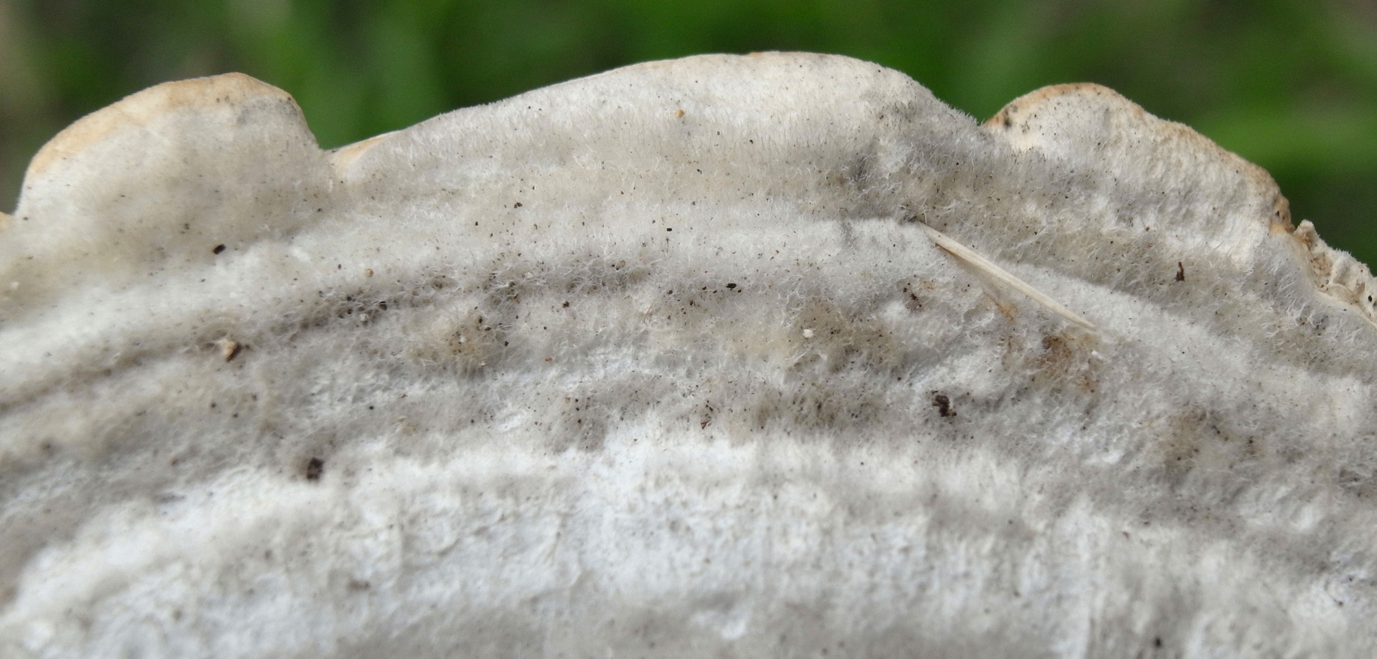 アラゲカワラタケ 02